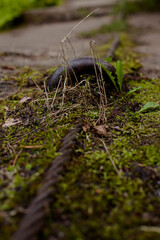 moss on the reinforced concrete slab, steel cable