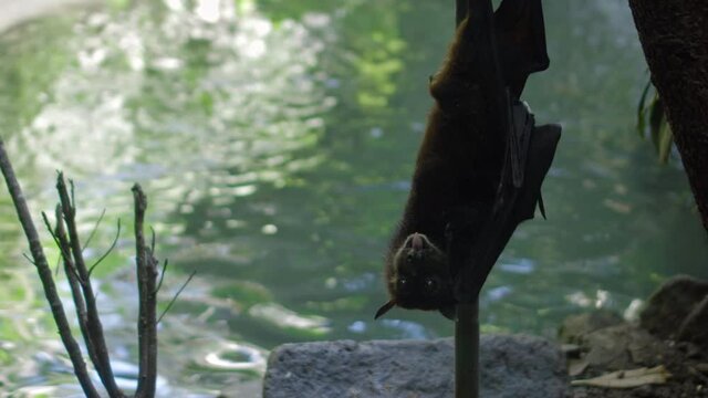 Black flying fox hanging upside down in its usual habitat in a forest