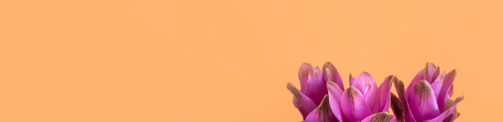 Purple turmeric flowers on orange background