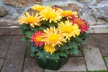 Chrysanthemum plant for tombstones for All Saints Day