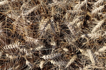 Texture of barley on the field