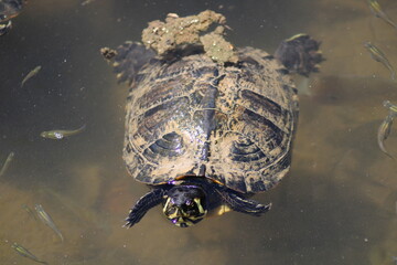 Obraz premium turtle in the pond