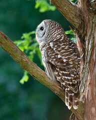 barred owl in early morning light looking up