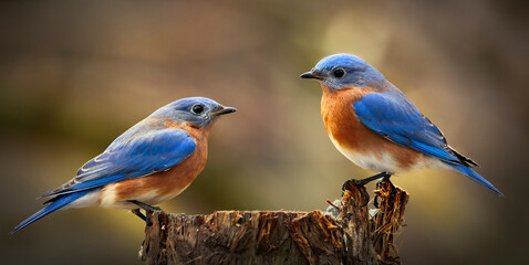Two male bluebirds on perch - Powered by Adobe