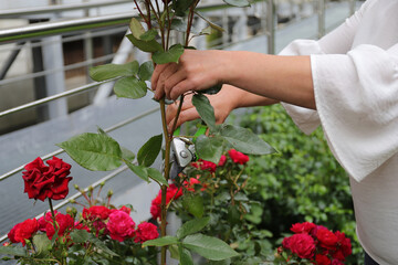work in the garden, a woman flower grower cuts a red rose