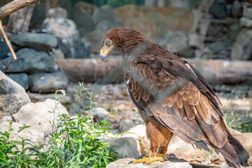 The bird of prey, Steppe Eagle proudly sits in the aviary. Aquila nipalensis
