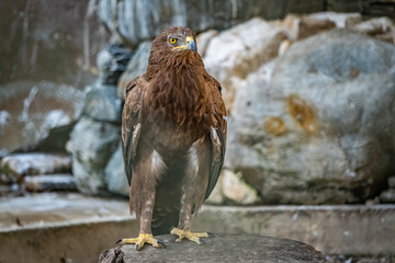 The bird of prey, Steppe Eagle proudly sits in the aviary. Aquila nipalensis