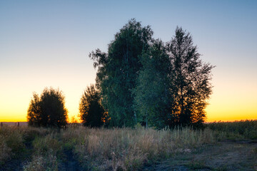 Fototapeta na wymiar Three trees on the evening sunset at field