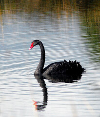 BIRDS-  Close Up of a Wild Black Swan Reflected in a Lake