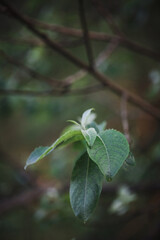 Beautiful bright natural background with a branch of an apple tree. Leaves close up.