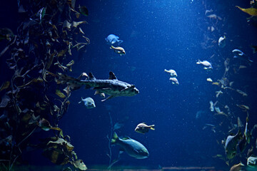 Fototapeta premium Set of goldfish in the ocean, blue