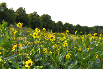 Obraz premium Topinambur, Helianthus