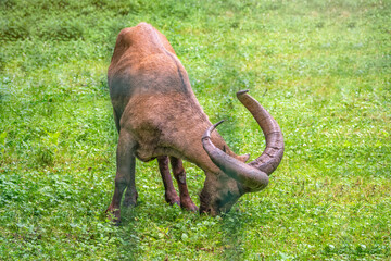 The West Caucasian tur with big horns is grazing on a green lawn.