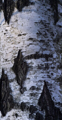 Fototapeta na wymiar the texture of the bark of old birch tree