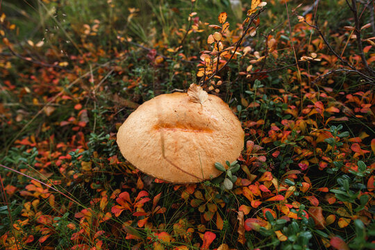 Brown birch bolete Boletus versipellis mushroom in autumn arctic Tundra. Closeup View.