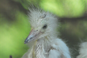 BIRDS- Extreme Close Up of Wild Hatchling Cattle Egret