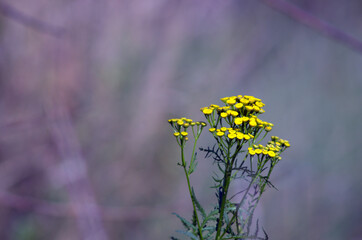 yellow flowers on a meadow