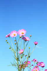 青空とコスモスの花