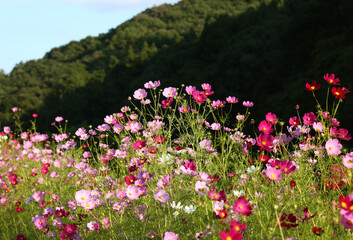 Fototapeta premium コスモスの花