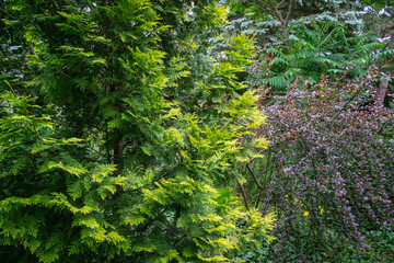Obraz premium Beautiful landscaped garden with evergreens. Example using yellow needles of western thuja with purple barberry. Nature concept for design