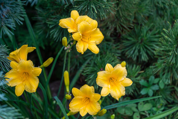 Close-up of bright yellow-orange daylily Hemerocallis hybrida Stella de Oro on green leaves...