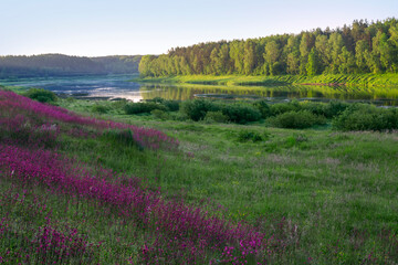 Landscape view on the bend of Daugava river and meadow with summer flowers at Naujene parish, Daugavpils district, Latgale region, Latvia, which is a part of Nature Park “Daugavas Loki”