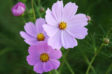 ピンク色のコスモスの花