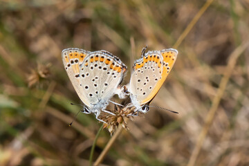 Lycaenidae / Küçük Ateş / / Lycaena thersamon