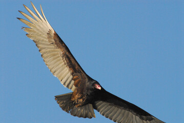 BIRDS- Florida- Close Up of a Wild Turkey Vulture in Flight