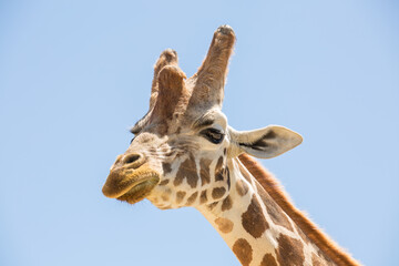 Naklejka premium Close up giraffe on blue sky background.Portrait of a giraffe .