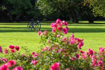 Bicycle on green grass and pink rose bushes in awe sunny day