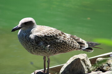 Fototapeta premium Seagull grey legged gul