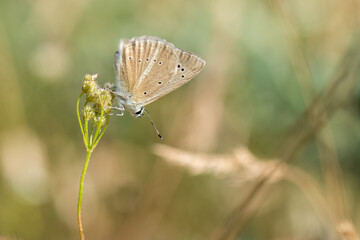 Çokgözlü İfigenya » Polyommatus iphigenia »