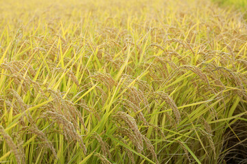 実った稲穂