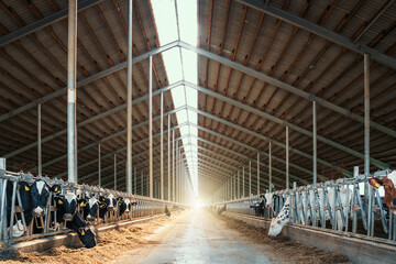 Dairy cows in modern cowshed livestock stall. © DedMityay
