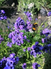 butterfly on lavender