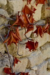 Dried plant leaves against a brick wall