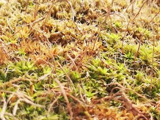 moss on the ground