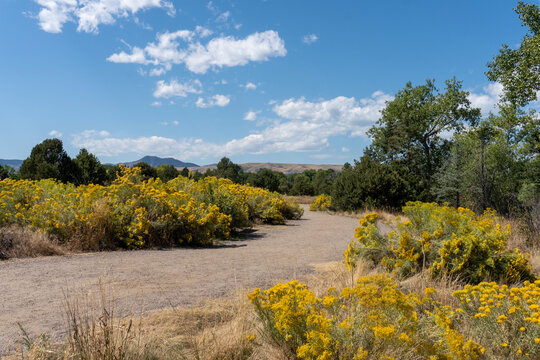 Winding Dirt Path in Park Lined with Blooming Yellow Rabbit Brush Chamisa Flowers