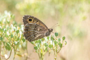 Güney Kızılmeleği » Hipparchia aristaeus