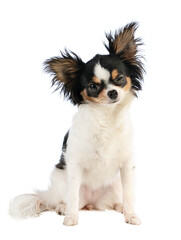 chihuahua with eye problem