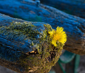 painted wooden park bench has overgrown with moss