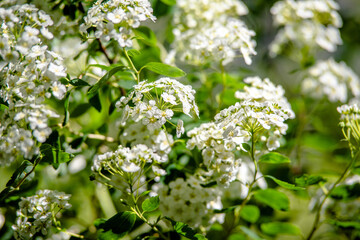 Spirea bushes bloom in the spring in May