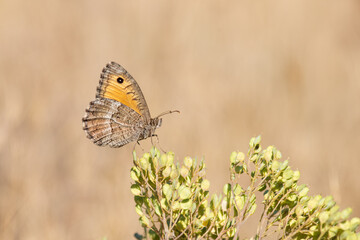 Güney Kızılmeleği » Hipparchia aristaeus