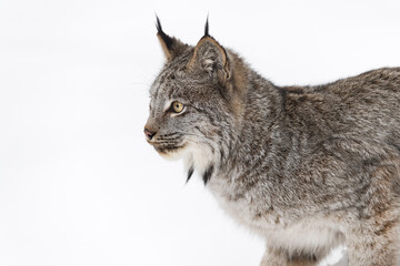 Canadian Lynx (Lynx canadensis) Close Up Profile Left Winter
