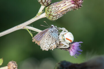 butterfly on a leaf