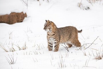 Bobcat (Lynx rufus) Stands in Snow Looking Left Winter