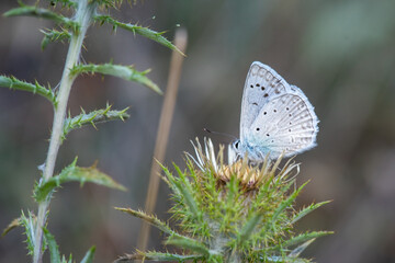 Lycaenidae / Çokgözlü Dafnis / / Polyommatus daphnis