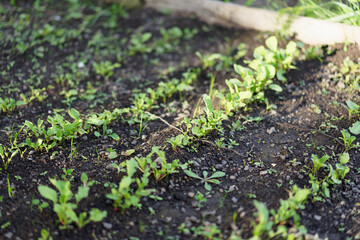 sprouts of a tomato