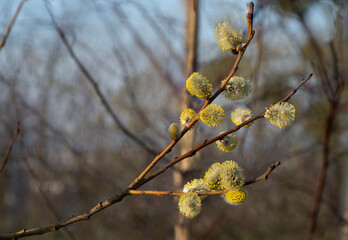 the spring sun awakened the willow tree blossom